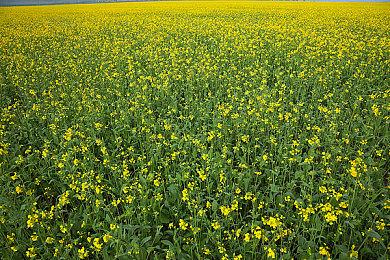 机甲动作游戏《赏金之星》公布 2023年登陆各平台